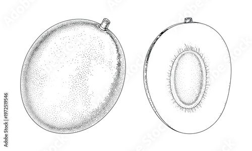 Whole plum and cut plum showing seed and flesh vector illustration.