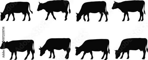Cow silhouettes set, cattle animals collection grazing standing walking icons for farm agriculture design