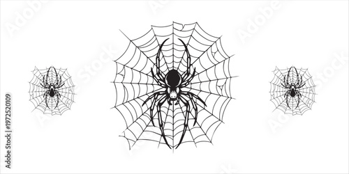 Spider on spiderweb vector illustration in black and white line art