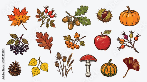 Autumn harvest collection of seasonal elements like pumpkins maple leaves acorns berries and mushrooms for fall season decoration and design