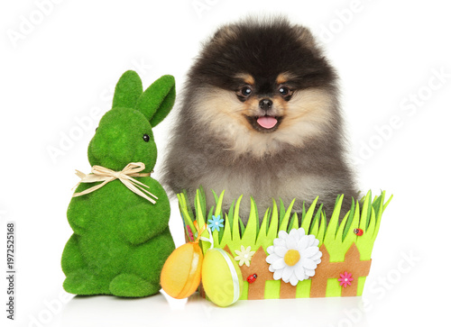 Pomeranian puppy sitting in Easter basket with green bunny