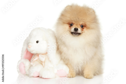 Fluffy pomeranian dog posing next to a stuffed bunny toy