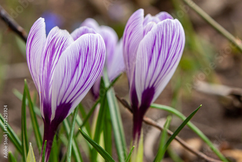 Canvas Print Close-up of a beautiful three-striped purple King of Stripes crocus with white s