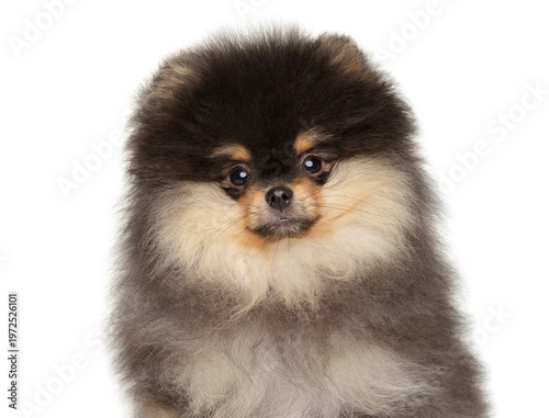Black and tan pomeranian puppy with fluffy coat
