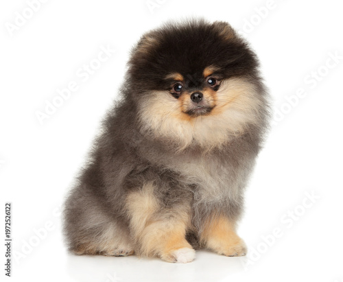Black and tan pomeranian puppy sits against a plain background