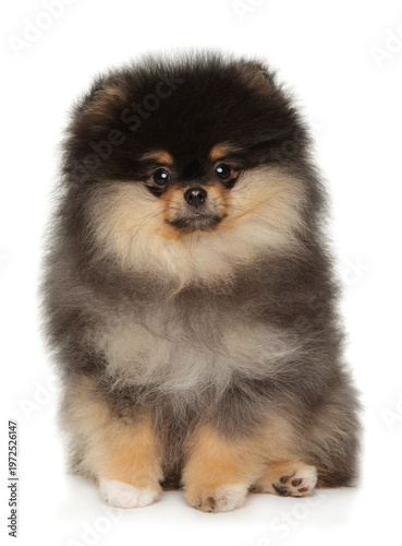 Black and tan Pomeranian puppy sits facing forward