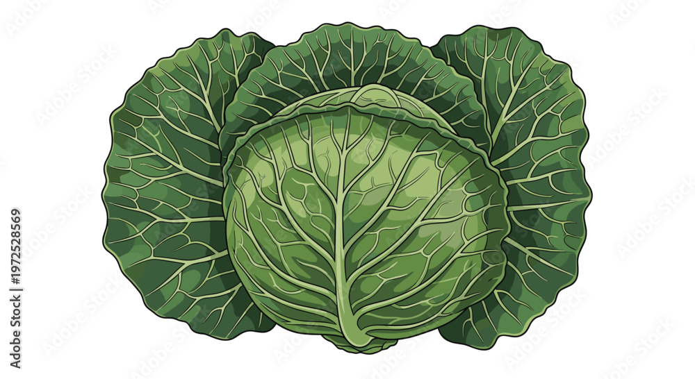 Fototapeta premium A dense, round head of fresh green cabbage, surrounded by looser outer leaves, representing a versatile and nutritious cruciferous vegetable.