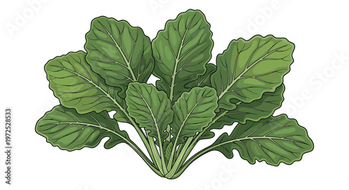 A robust bunch of fresh, dark green arugula leaves, also known as rocket, with their characteristic jagged edges, offering a peppery flavor.