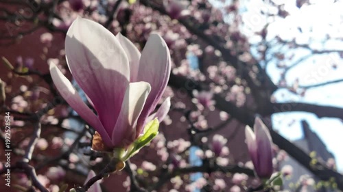 close up of blossom on magnolia tree in front of Brooklyn house