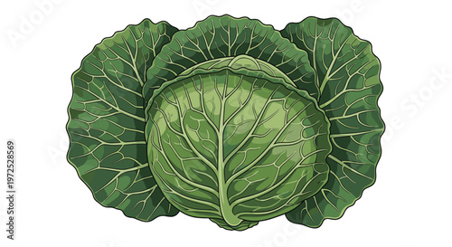 A dense, round head of fresh green cabbage, surrounded by looser outer leaves, representing a versatile and nutritious cruciferous vegetable.
