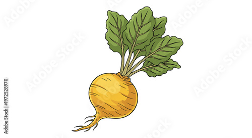 A vibrant yellow turnip with its healthy green leafy top and delicate root strands, representing a fresh and wholesome root vegetable.