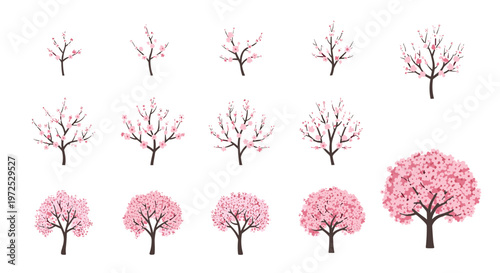 A detailed botanical illustration displays fifteen distinct stages of a cherry blossom tree growing from sparse budding branches into a full pink canopy.