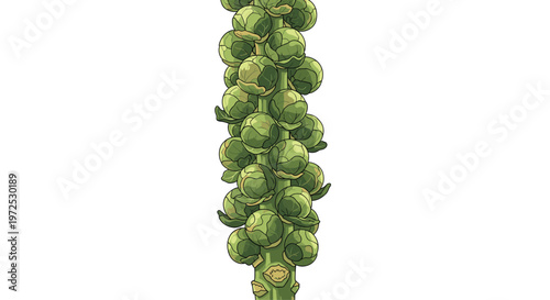 A tall stalk of Brussels sprouts, densely packed with numerous small, green, miniature cabbage-like buds, showcasing their natural growth.