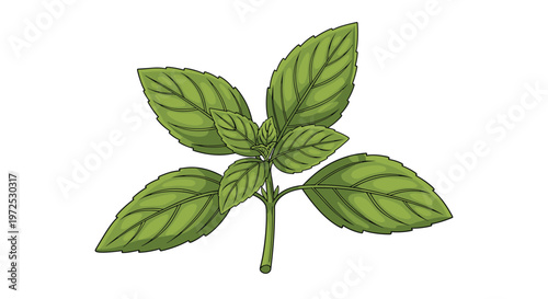 A fresh sprig of basil, showcasing its vibrant green, aromatic leaves clustered on a stem, an essential herb in many culinary traditions.