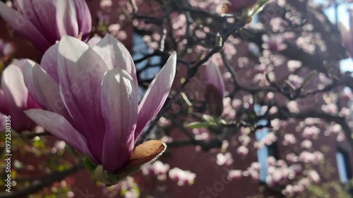 alt close up of blossom on magnolia tree in front of Brooklyn house