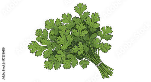 A tightly bound bunch of fresh cilantro, also known as coriander, with its distinctively lobed green leaves, a popular herb for flavoring.