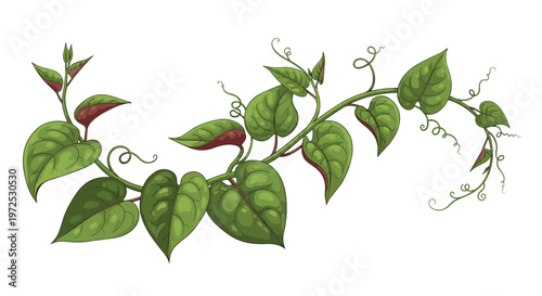 A winding vine of Malabar spinach with vibrant green leaves and reddish stems, illustrating this heat-tolerant, leafy green vegetable.