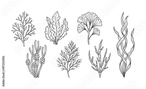 A hand-drawn vector set of various seaweed and algae. This black and white botanical line art collection is perfect for marine themes, packaging, and educational design.