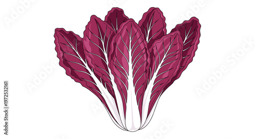 A fan-shaped arrangement of vibrant red radicchio leaves with prominent white veins, offering a striking and slightly bitter addition to salads.