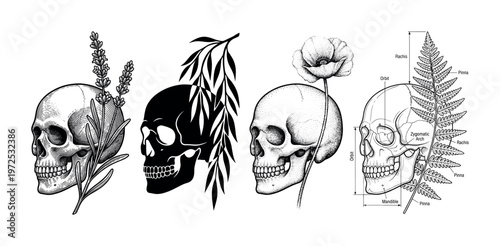 A vector set of four artistic human skull illustrations with botanical elements. Includes engraving, silhouette, and dotwork styles for tattoos or gothic designs.