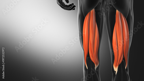 Fotografie Hamstring Muscle Anatomy Back Thigh Highlight