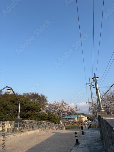 Cuadro en lienzo Cherry blossom lined pathway in Korea with street lamps and clear spring sky
