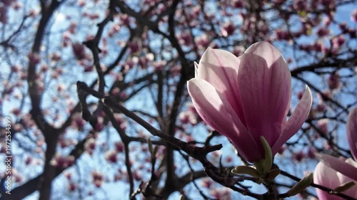 close up of blossom on magnolia tree