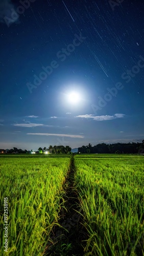 Serene Rice Field Under Moonlight with Star Trails at Night
