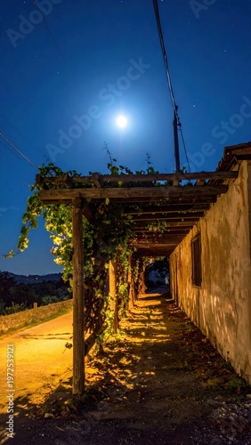 Moonlit Pathway Surrounded by Lush Vines at Night