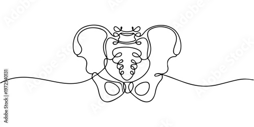 Human pelvic bone 1 continuous one line drawing, Human pelvic bone in continuous one line drawing, tulips 1, Continuous one line drawing of Human pelvis bone. Partial bone in single line illustration