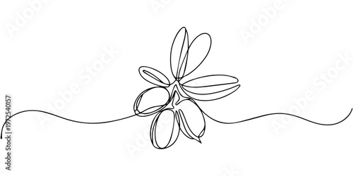 Jojoba fruit continuous one line drawing, Jojoba fruit continuous one line drawing, Jojoba, Jojoba. Ayurveda.Artistic black and white botanical illustration of a jojoba plant branch with fruits
