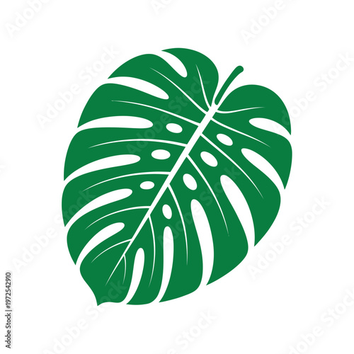 Tropical Monstera Deliciosa Leaf Botanical Illustration