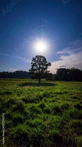 Majestic Lone Tree Undermoonlight in a Serene Landscape