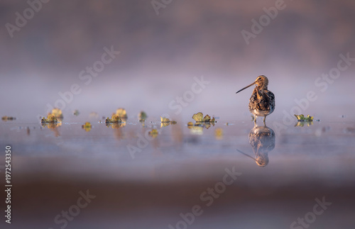 Schilderij op canvas Striking common snipes standing in fog covered lake with subtle reflective surfa