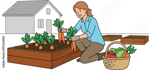  Young Gardener Collecting Carrots Organic Produce Planter Boxes Outside House Vector Illustration