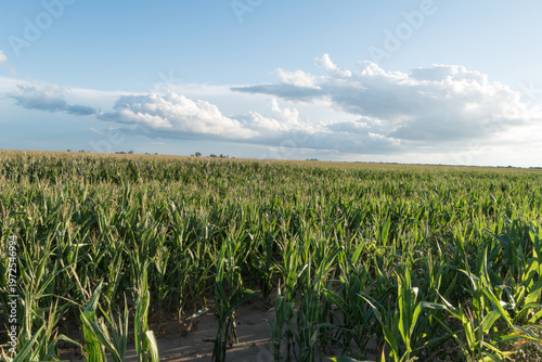 corn plantation in stage of flower formation, at sunset with storm clouds