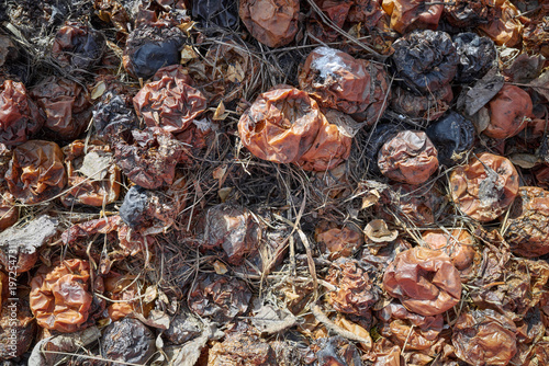 Apples decomposing in the compost pile, selective focus.