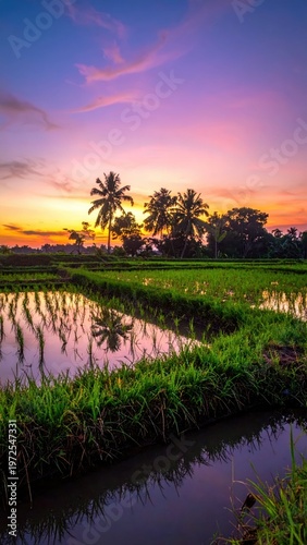 Serene Sunset Over Lush Rice Fields with Colorful Sky Reflections