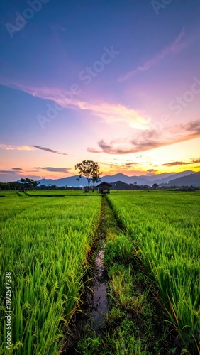 Serene Landscape of Green Rice Fields Under Sunset Sky