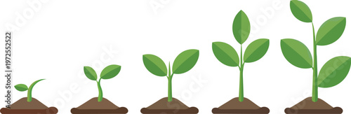 Plant Growth Stages Illustration, Seedling Development and Agriculture Lifecycle Concept