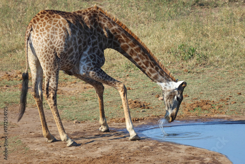 Giraffe / Giraffe / Giraffa camelopardalis
