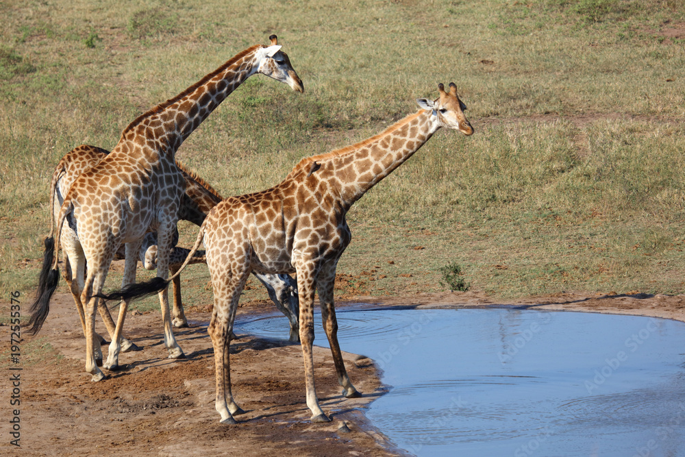 Fototapeta premium Giraffe / Giraffe / Giraffa camelopardalis