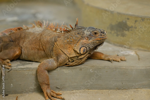 Iguana - close up detail of an iguana camouflaged in nature, a red iguana