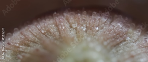 Close-up of Delicate Natural Texture with Soft Pink and Green Hues and Dew Drops