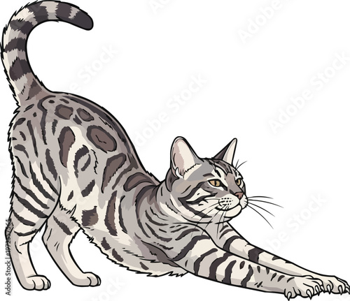 Australian Mist cat stretching relaxed yoga pose illustration