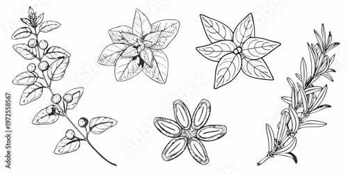 Detailed botanical sketch of various flowering plant elements and leaves