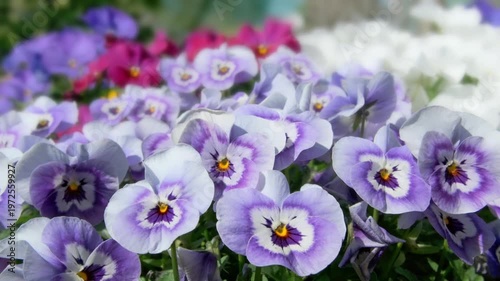 花壇で美しく咲くパンジー