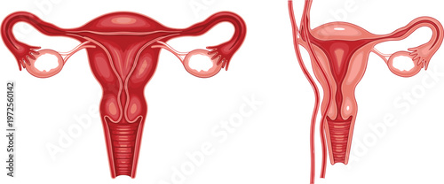 Detailed Female Reproductive System Anatomy Vector Illustration Featuring Uterus, Ovaries, Fallopian Tubes, and Cervix for Medical Education and Healthcare Diagrams