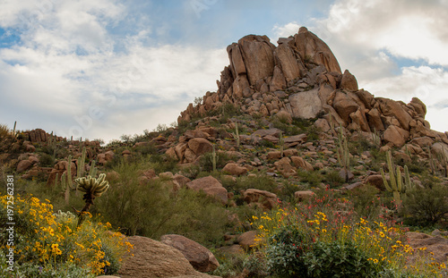 Photos View Of Pinnacle Peak In North Scottsdale With Spring Wildflowers