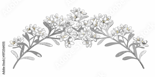 Delicate botanical illustration of white flowers and slender stems